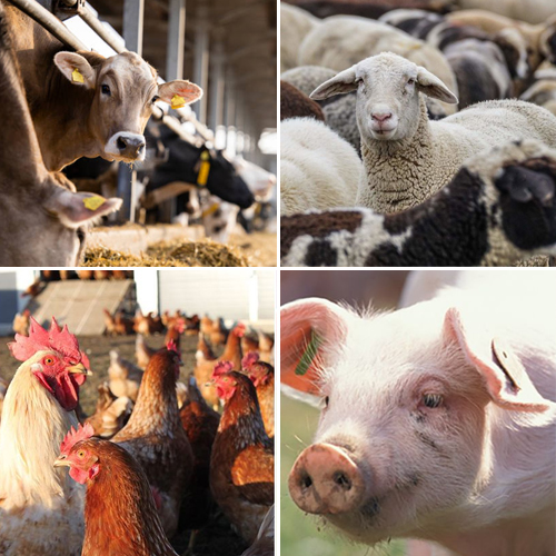 Agriculture and animal husbandry