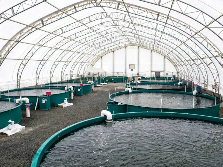 Sodium Dichloroisocyanurate | Disinfectants commonly used in Fisheries