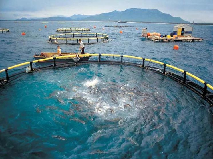 The Application of Polyacrylamide in Fish and Shrimp Farming