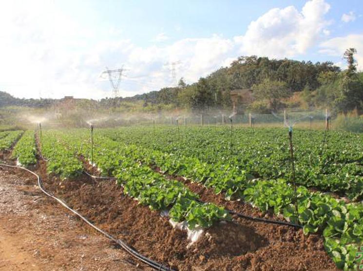 Application of Trichloroisocyanuric Acid in agriculture