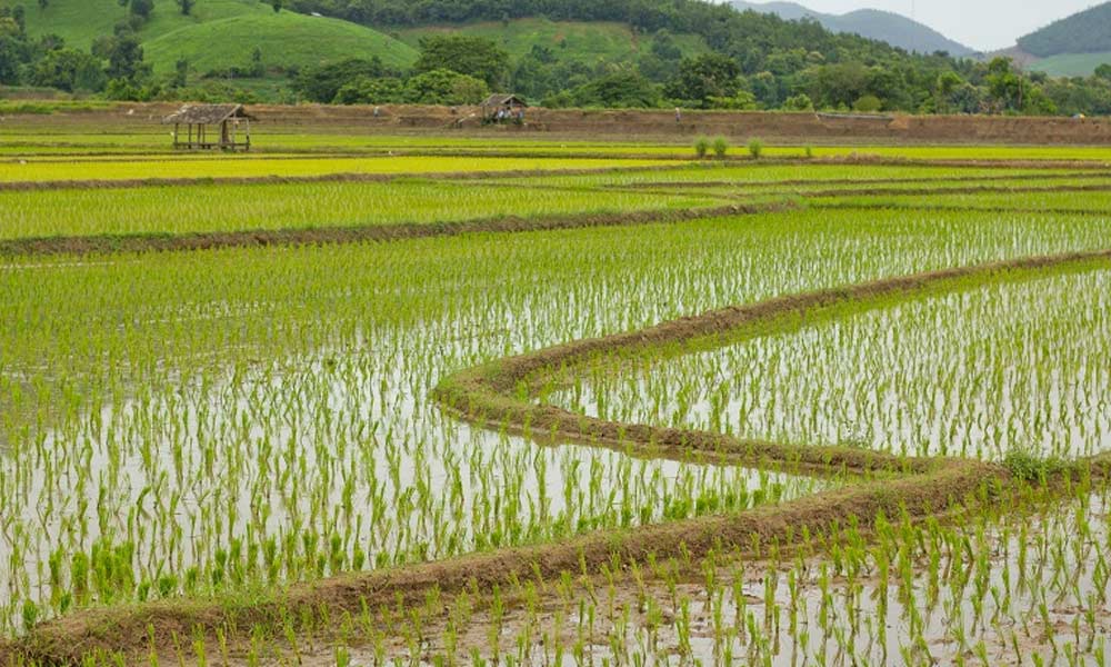 Farmers Opt for Trichloroisocyanuric Acid Tablets to Ensure Safe Crop Irrigation