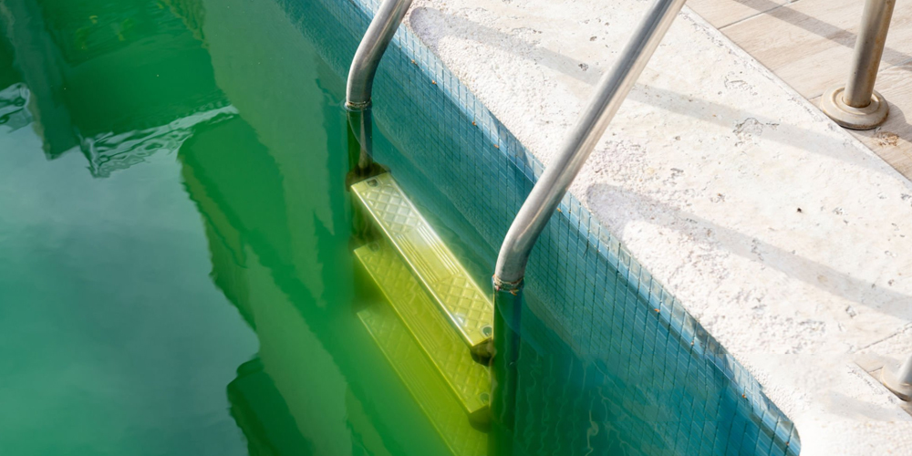 What is the Best Algae Treatment?